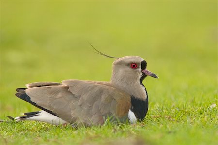 Southern Lapwing (Vanellus chilensis), in a field in Argentina. Foto de stock - Super Valor sin royalties y Suscripción, Código: 400-04713664