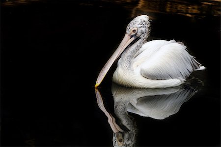pélican brun - A spot billed pelican ducking to catch fish Photographie de stock - Aubaine LD & Abonnement, Code: 400-04724073