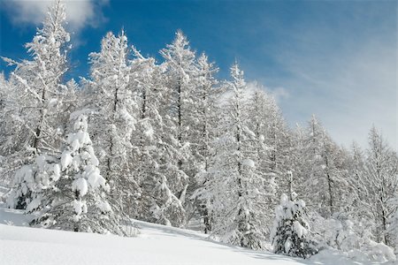 simsearch:400-04989993,k - Winter forest with snowy trees Stock Photo - Budget Royalty-Free & Subscription, Code: 400-04724200