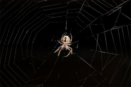 simsearch:400-04645267,k - Spider hanging on a web Stock Photo - Budget Royalty-Free & Subscription, Code: 400-04724378