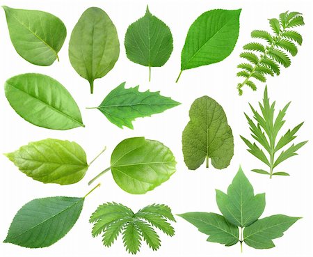 simsearch:400-05906235,k - Set of green leaf. Isolated on white background. Close-up. Studio photography. Stock Photo - Budget Royalty-Free & Subscription, Code: 400-04725303