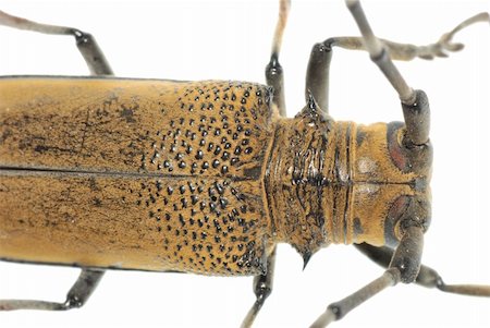 simsearch:649-09003653,k - insect mulberry borer beetle (Apriona germarii) isolated in white background. Stockbilder - Microstock & Abonnement, Bildnummer: 400-04725317