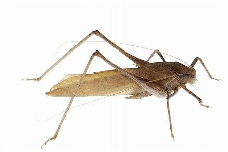 simsearch:400-04282037,k - insect katydid isolated in white background, in China. Stock Photo - Budget Royalty-Free & Subscription, Code: 400-04725312