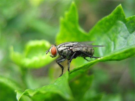 simsearch:400-05235027,k - insect fly macro Stockbilder - Microstock & Abonnement, Bildnummer: 400-04725334