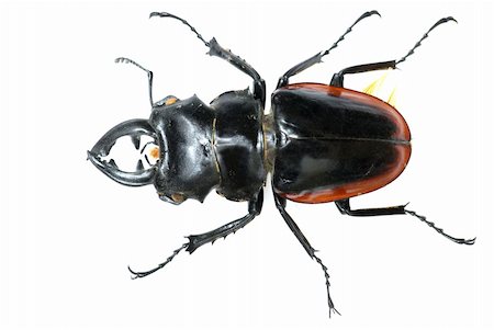 simsearch:400-09223319,k - insect stag beetle bug isolated in white Foto de stock - Super Valor sin royalties y Suscripción, Código: 400-04725335