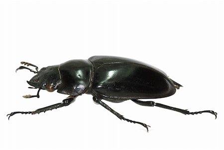 simsearch:400-08222144,k - insect stag beetle bug isolated in white Stockbilder - Microstock & Abonnement, Bildnummer: 400-04725338