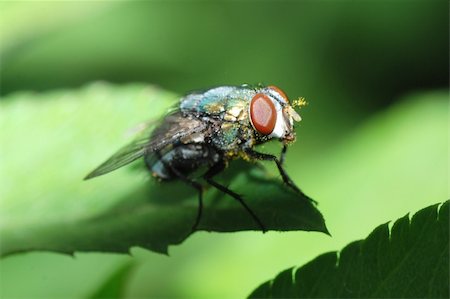 simsearch:400-07680450,k - insect fly macro Photographie de stock - Aubaine LD & Abonnement, Code: 400-04725339