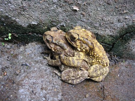 simsearch:400-06077507,k - toad mating sex in nature Stockbilder - Microstock & Abonnement, Bildnummer: 400-04725332