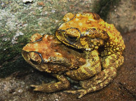 defun (artist) - toad mating sex in nature Fotografie stock - Microstock e Abbonamento, Codice: 400-04725333