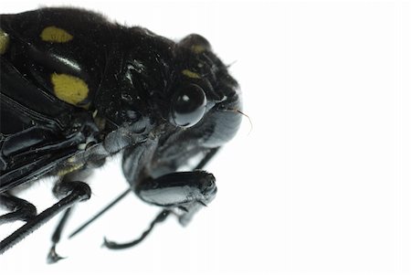 defun (artist) - insect cicada bug isolated on white Fotografie stock - Microstock e Abbonamento, Codice: 400-04725346