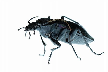 simsearch:400-04000691,k - insect ground beetle (Carabus prodigus)isolated in white background Foto de stock - Royalty-Free Super Valor e Assinatura, Número: 400-04725349