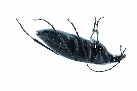 simsearch:400-04282037,k - insect ground beetle (Carabus prodigus)isolated in white background Stock Photo - Budget Royalty-Free & Subscription, Code: 400-04725357