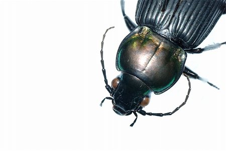 defun (artist) - insect ground beetle isolated in white background Fotografie stock - Microstock e Abbonamento, Codice: 400-04725358