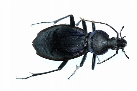 simsearch:400-08222144,k - insect ground beetle (Carabus prodigus)isolated in white background Stockbilder - Microstock & Abonnement, Bildnummer: 400-04725351