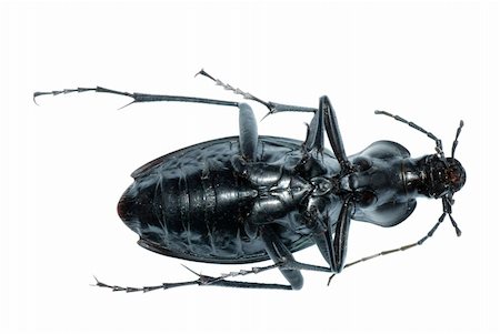 simsearch:400-08222144,k - insect ground beetle (Carabus prodigus)isolated in white background Stockbilder - Microstock & Abonnement, Bildnummer: 400-04725352