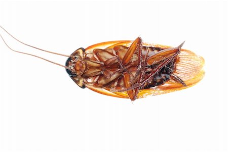 defun (artist) - insect dead cockroach bug isolated on white Fotografie stock - Microstock e Abbonamento, Codice: 400-04725353