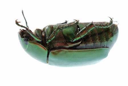 simsearch:400-05739088,k - green beetle insect (Anomala cupripes) isolated on white Stockbilder - Microstock & Abonnement, Bildnummer: 400-04725367