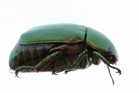 simsearch:400-09223319,k - green beetle insect (Anomala cupripes) isolated on white Foto de stock - Super Valor sin royalties y Suscripción, Código: 400-04725368