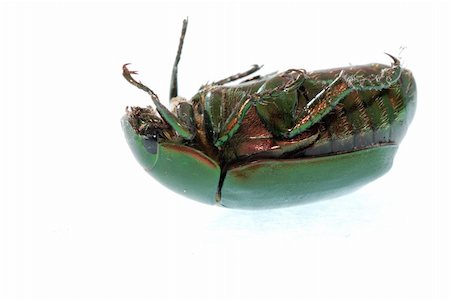 simsearch:400-09223319,k - green beetle insect (Anomala cupripes) isolated on white Foto de stock - Super Valor sin royalties y Suscripción, Código: 400-04725369