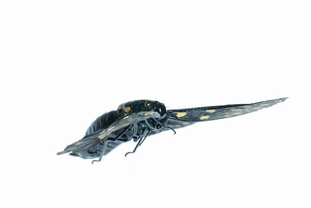 simsearch:400-05258669,k - fly insect cicada bug isolated on white Foto de stock - Super Valor sin royalties y Suscripción, Código: 400-04725361