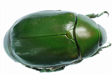 simsearch:400-04725361,k - green beetle insect (Anomala cupripes) isolated on white Fotografie stock - Microstock e Abbonamento, Codice: 400-04725374