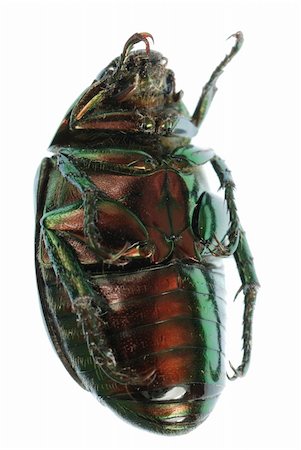 simsearch:400-09223319,k - green beetle insect (Anomala cupripes) isolated on white Foto de stock - Super Valor sin royalties y Suscripción, Código: 400-04725375