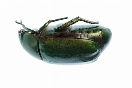 simsearch:400-05235027,k - green beetle insect (Anomala cupripes) isolated on white Stockbilder - Microstock & Abonnement, Bildnummer: 400-04725372