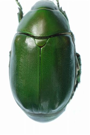 simsearch:400-04590632,k - green beetle insect (Anomala cupripes) isolated on white Stock Photo - Budget Royalty-Free & Subscription, Code: 400-04725373