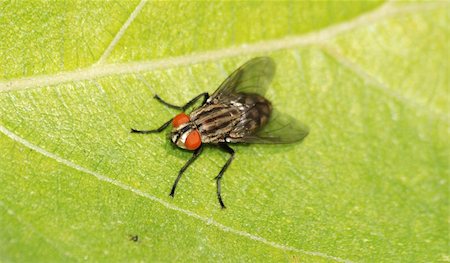 simsearch:400-07680450,k - insect fly macro Photographie de stock - Aubaine LD & Abonnement, Code: 400-04725395