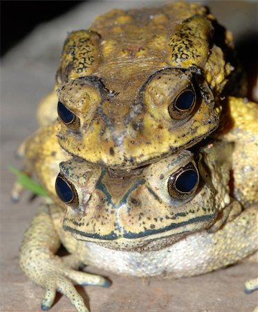 simsearch:400-06077507,k - toad mating sex in nature Stockbilder - Microstock & Abonnement, Bildnummer: 400-04725396
