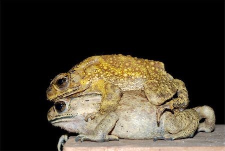 simsearch:400-07621766,k - toad mating sex in nature Stockbilder - Microstock & Abonnement, Bildnummer: 400-04725397