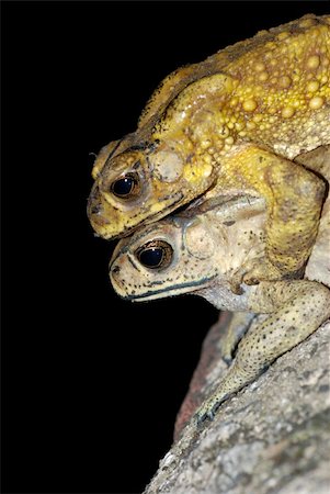 simsearch:400-06077507,k - toad mating sex in nature Stockbilder - Microstock & Abonnement, Bildnummer: 400-04725398