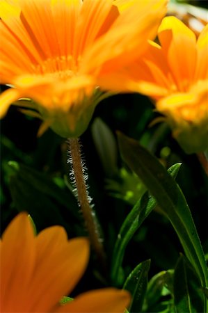 simsearch:622-02757841,k - Detail of Gazania x splendens. Treasure flower. Foto de stock - Super Valor sin royalties y Suscripción, Código: 400-04726635