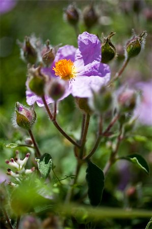 simsearch:622-02757841,k - Detail of Cistus creticus. Rock rose. Foto de stock - Super Valor sin royalties y Suscripción, Código: 400-04726639