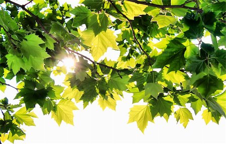 Photo green leafs of maple with sunbeam Foto de stock - Super Valor sin royalties y Suscripción, Código: 400-04726689