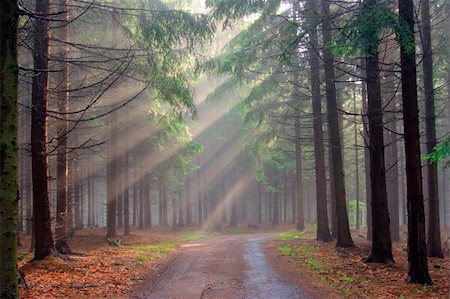 Image of the conifer forest in the early morning - a film of mist Stock Photo - Budget Royalty-Free & Subscription, Code: 400-04726957