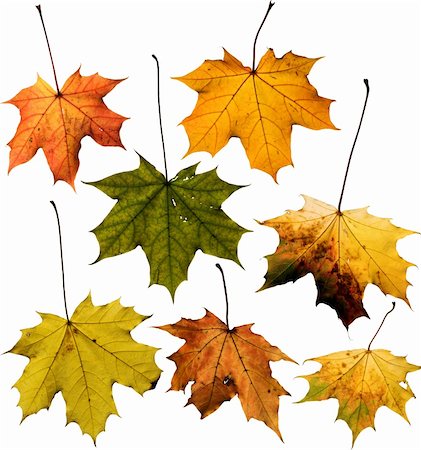 simsearch:400-04360453,k - Set of Maple leaf isolated on white. Clipping path included to replace background. Foto de stock - Royalty-Free Super Valor e Assinatura, Número: 400-04727133