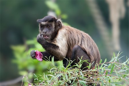 Tufted Capuchin (Cebus apella) eating on tree. Foto de stock - Super Valor sin royalties y Suscripción, Código: 400-04727272