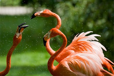 simsearch:400-04730667,k - Flamingo Portrait, Ménagerie du Jardin des Plantes, Paris, France Fotografie stock - Microstock e Abbonamento, Codice: 400-04727584