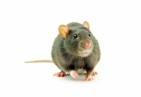 simsearch:400-04719873,k - funny rat  isolated on white background Stock Photo - Budget Royalty-Free & Subscription, Code: 400-04727653