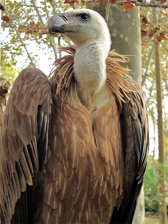half portrait of a griffon vulture, Gyps fulvus, taken in the zoo of barcelona Foto de stock - Royalty-Free Super Valor e Assinatura, Número: 400-04727669