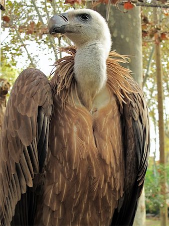 half portrait of a griffon vulture, Gyps fulvus, taken in the zoo of barcelona Foto de stock - Super Valor sin royalties y Suscripción, Código: 400-04727669
