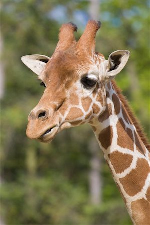Giraffe head shot, Safari Zoo Park, Paris, France Stockbilder - Microstock & Abonnement, Bildnummer: 400-04727684