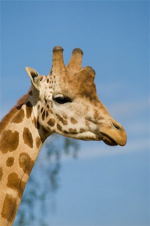 Giraffe head shot, Safari Zoo Park, Paris, France Stockbilder - Microstock & Abonnement, Bildnummer: 400-04727685