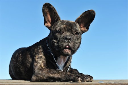 simsearch:400-08098706,k - portrait of a puppy french bulldog on a blue sky Stock Photo - Budget Royalty-Free & Subscription, Code: 400-04727706