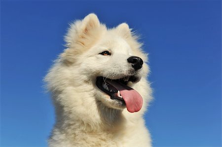 portrait of a cut purebred puppy samoyed dog, focus, on the eyes Stock Photo - Budget Royalty-Free & Subscription, Code: 400-04727707