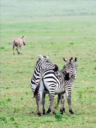 simsearch:400-04348140,k - Two zebras nearby gently embrace on savanna plains. Foto de stock - Royalty-Free Super Valor e Assinatura, Número: 400-04727791