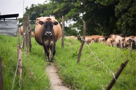 simsearch:400-04729403,k - Costa Rican cow on a rustic dairy farm Photographie de stock - Aubaine LD & Abonnement, Code: 400-04727826