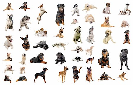 composite picture with purebred  dogs in a white background Stock Photo - Budget Royalty-Free & Subscription, Code: 400-04727821