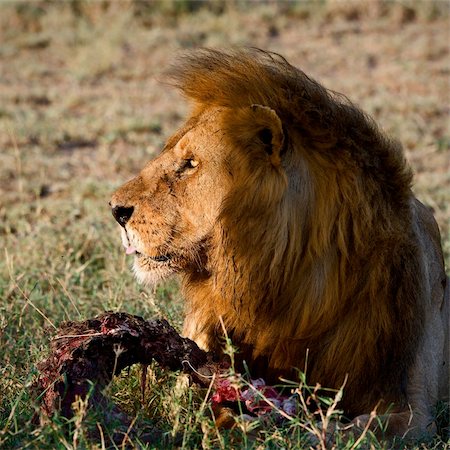 simsearch:400-04276028,k - Supper of a lion. A having supper lion in the light of the coming sun with a meat piece. Stockbilder - Microstock & Abonnement, Bildnummer: 400-04727848